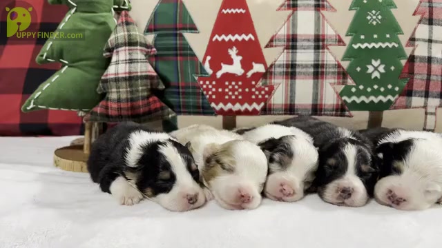 Video preview image #1 Australian Shepherd Puppy For Sale in PENDLETON, OR, USA