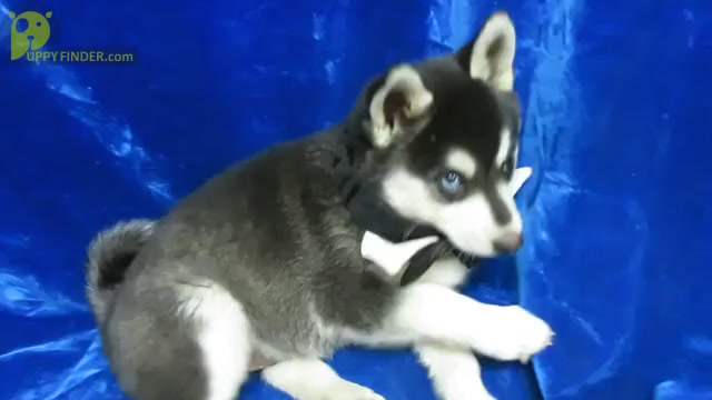 Video preview image #2  Breeder Profile in NORWOOD, MO, USA