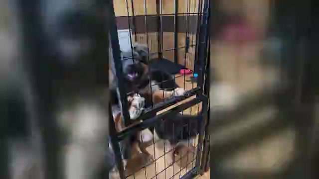 Video preview image #4 German Shepherd Dog Puppy For Sale in LA FAYETTE, NY, USA