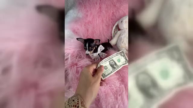 Video preview image #7 Chihuahua Puppy For Sale in DAVIE, FL, USA