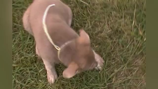 Video preview image #1 German Shepherd Dog Puppy For Sale in PIEDMONT, MO, USA