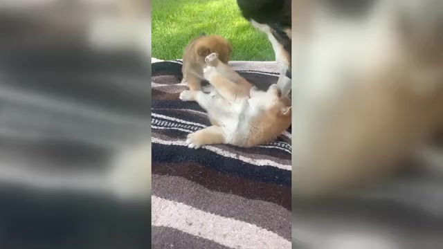 Video preview image #6 Shiba Inu Puppy For Sale in YUCCA VALLEY, CA, USA