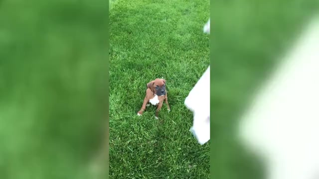 Video preview image #2 Boxer Puppy For Sale in APPLE CREEK, OH, USA