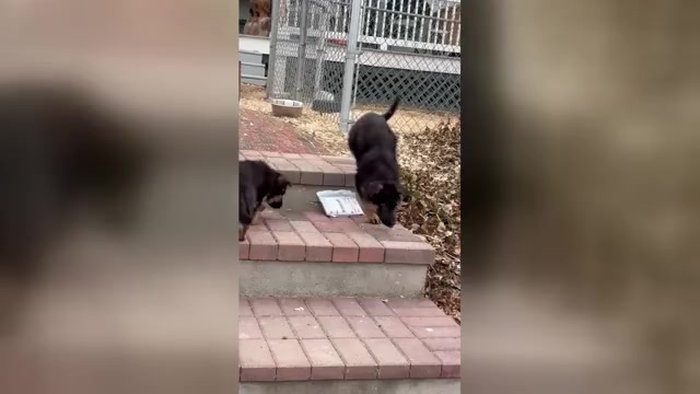 Video preview image #4 German Shepherd Dog Puppy For Sale in NEWVILLE, PA, USA