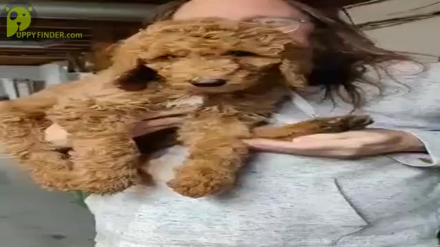 Video preview image #1 Poodle (Standard) Puppy For Sale in ROCKY MOUNT, VA, USA