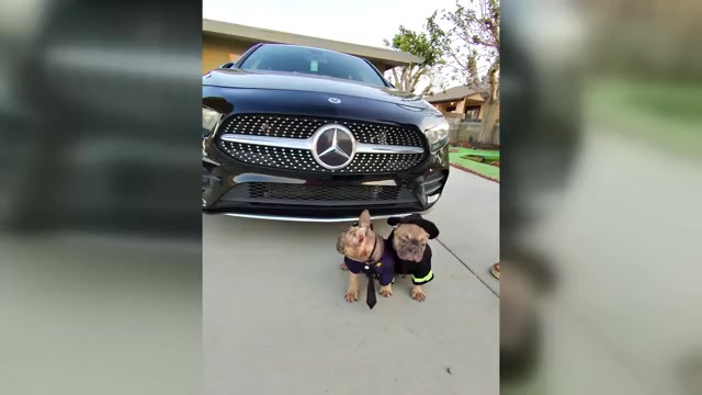 Video preview image #5 French Bulldog Puppy For Sale in NEW ORLEANS, LA, USA