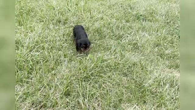 Video preview image #1 Cavalier King Charles Spaniel Puppy For Sale in WARSAW, IN, USA