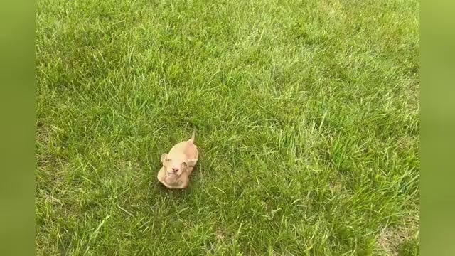 Video preview image #1 Dachshund Puppy For Sale in WARSAW, IN, USA