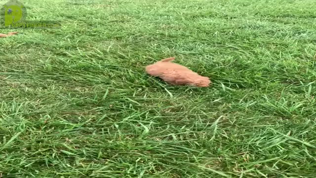 Video preview image #15 Maltipoo Puppy For Sale in WARSAW, IN, USA