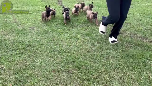 Video preview image #2 Belgian Malinois Puppy For Sale in GREENVILLE, NC, USA