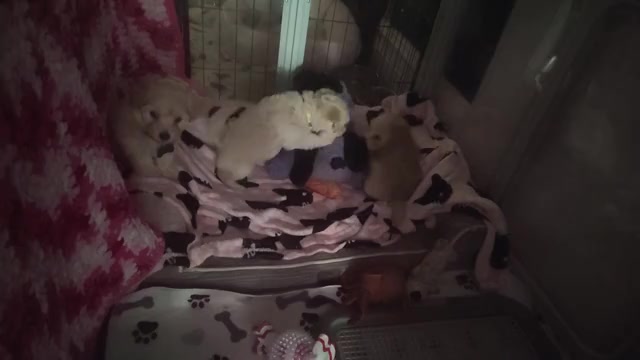 Video preview image #14 Maltipoo (Miniature) Puppy For Sale in SAN ANTONIO, TX, USA