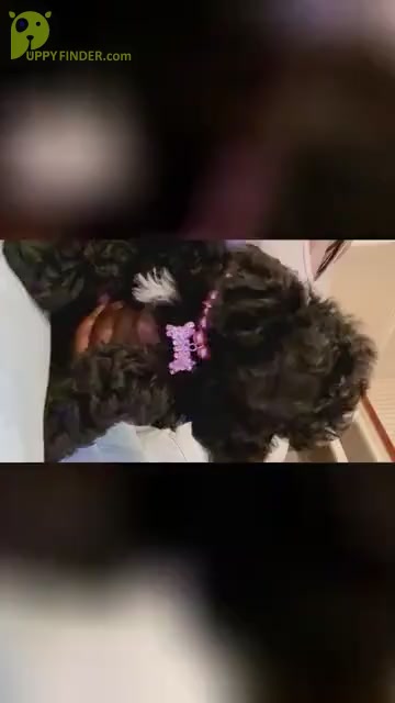 Video preview image #1 Poodle (Miniature) Puppy For Sale in JACKSONVILLE, FL, USA