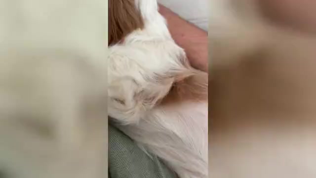 Video preview image #1 Cavalier King Charles Spaniel Puppy For Sale in SANTA ROSA, CA, USA