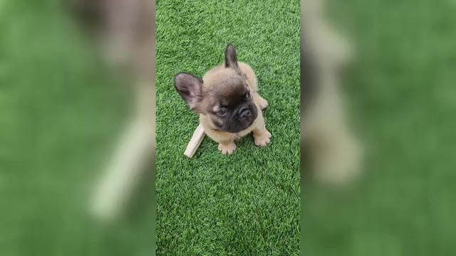 Video preview image #3 French Bulldog Puppy For Sale in LAS VEGAS, NV, USA