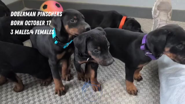 Video preview image #2 Doberman Pinscher Puppy For Sale in GOSHEN, IN, USA