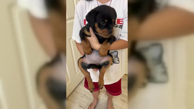 Video preview image #2 Rottweiler Puppy For Sale in MENIFEE, CA, USA