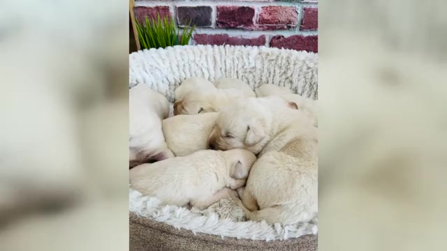 Video preview image #1 Labrador Retriever Puppy For Sale in SYRACUSE, IN, USA