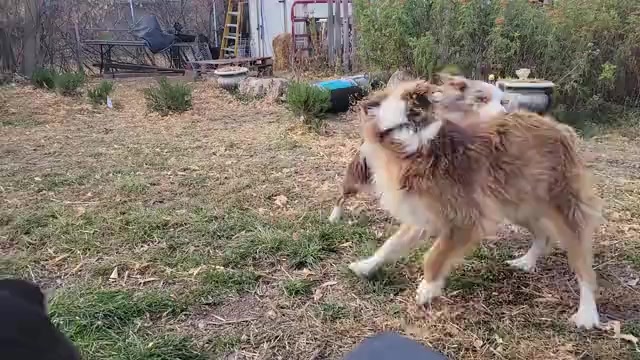 Video preview image #1 Miniature Australian Shepherd Puppy For Sale in WILLIAMSBURG, CO, USA