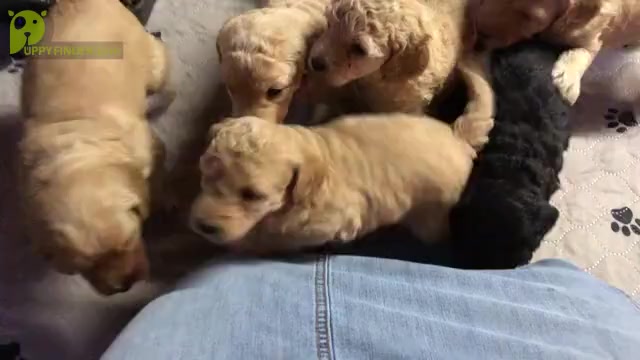 Video preview image #2 Labradoodle Puppy For Sale in MIFFLINBURG, PA, USA