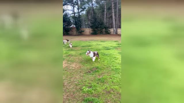 Video preview image #1  Breeder Profile in STATESBORO, GA, USA