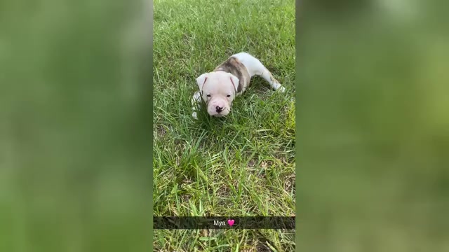 Video preview image #1 American Bulldog Puppy For Sale in FOLKSTON, GA, USA