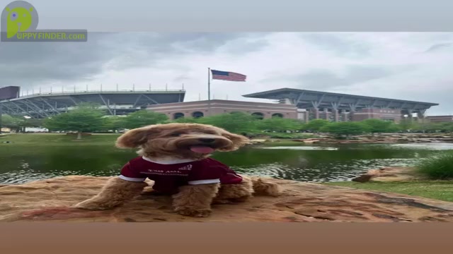 Video preview image #3  Breeder Profile in MURFREESBORO, AR, USA