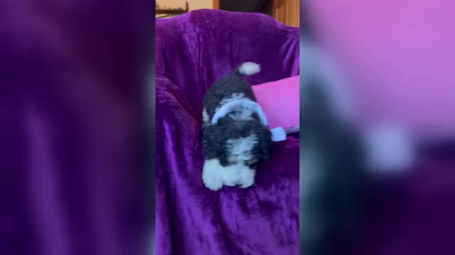 Video preview image #1  Breeder Profile in CORAL, MI, USA