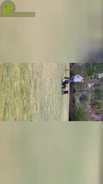 Video preview image #2 Australian Cattle Dog-Unknown Mix Puppy For Sale in ELK GROVE, CA, USA