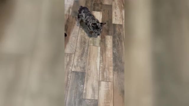 Video preview image #2 French Bulldog Puppy For Sale in LILLINGTON, NC, USA