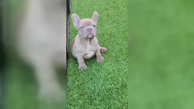 Video preview image #3 French Bulldog Puppy For Sale in LAS VEGAS, NV, USA