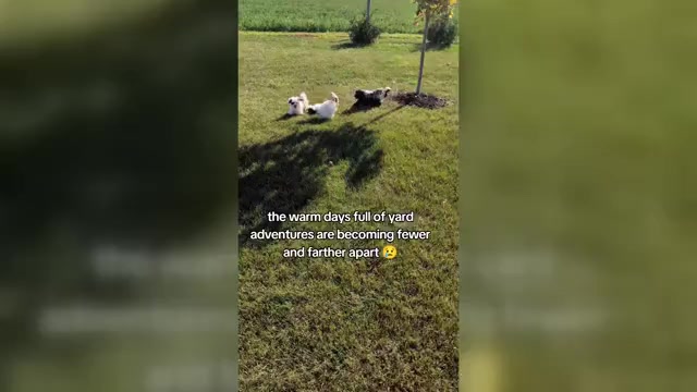 Video preview image #5 ShihPoo Puppy For Sale in GOSHEN, IN, USA