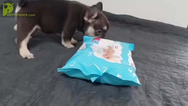 Video preview image #4 French Bulldog Puppy For Sale in BOSTON, MA, USA