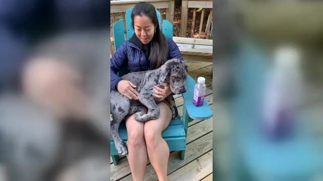 Video preview image #1 Great Dane Puppy For Sale in BALTIMORE, MD, USA
