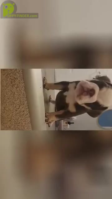 Video preview image #4 English Bulldog Puppy For Sale in CORONA, CA, USA