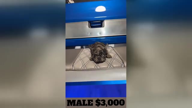 Video preview image #4 French Bulldog Puppy For Sale in SUNNYSIDE, WA, USA