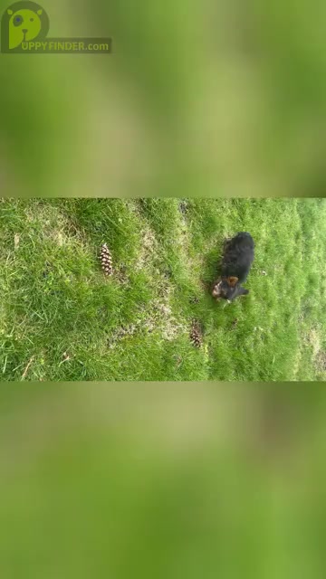 Video preview image #2 Yorkshire Terrier Puppy For Sale in NAPPANEE, IN, USA