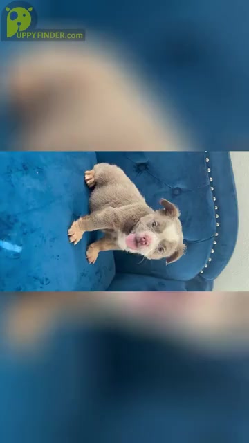 Video preview image #1 English Bulldog Puppy For Sale in BEVERLY HILLS, CA, USA