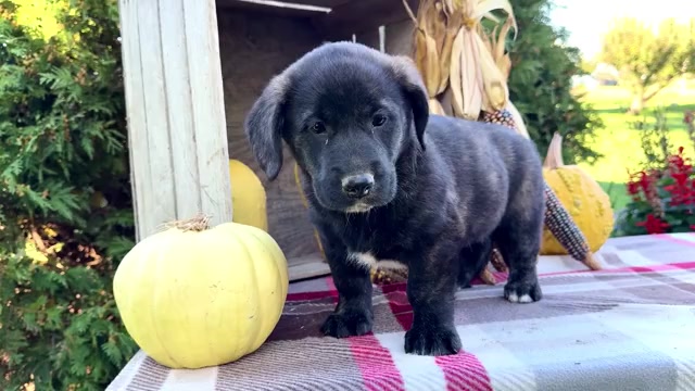 Video preview image #1 Golden Retriever-Pembroke Welsh Corgi Mix Puppy For Sale in WAKARUSA, IN, USA