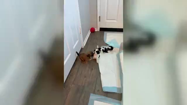 Video preview image #1 Shih Tzu Puppy For Sale in LANCASTER, CA, USA