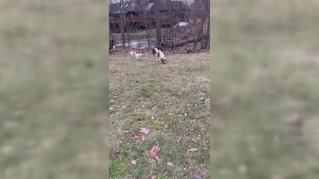 Video preview image #1 Aussie-Poo-Goldendoodle Mix Puppy For Sale in COMMERCE, MI, USA