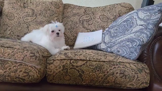 Video preview image #1 Maltese Puppy For Sale in SANTA CLARITA, CA, USA