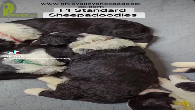 Video preview image #1 Sheepadoodle Puppy For Sale in SEAMAN, OH, USA