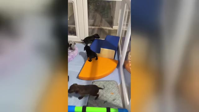 Video preview image #1 German Shorthaired Pointer Puppy For Sale in LINCOLN, NE, USA