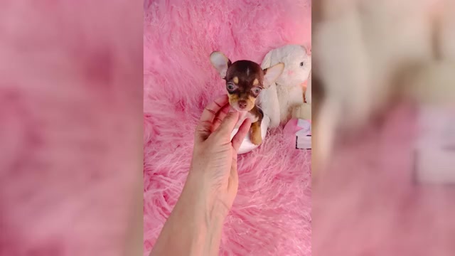 Video preview image #6 Chihuahua Puppy For Sale in DAVIE, FL, USA