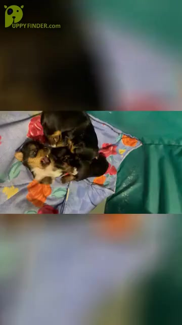 Video preview image #1 Yorkshire Terrier Puppy For Sale in FENTON, MI, USA