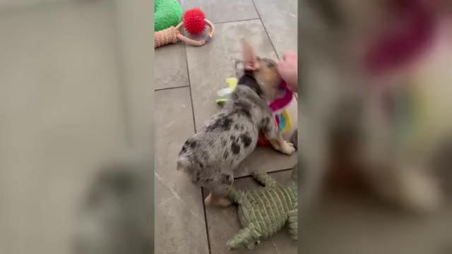 Video preview image #1 French Bulldog Puppy For Sale in MONTEREY PARK, CA, USA