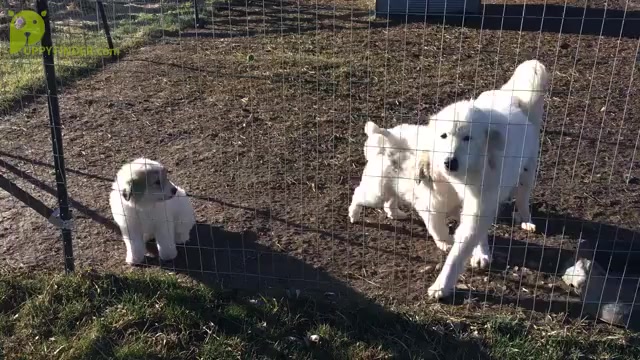 Video preview image #1 Great Pyrenees Puppy For Sale in CLAYTON, WA, USA