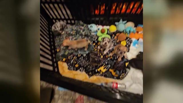 Video preview image #1  Breeder Profile in CHINO HILLS, CA, USA