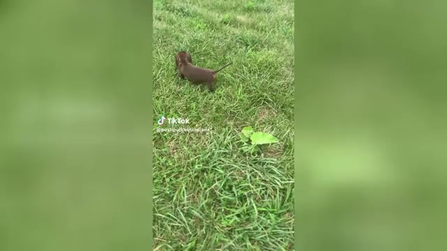 Video preview image #1 Dachshund Puppy For Sale in WARSAW, IN, USA