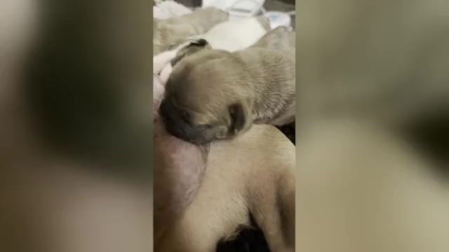 Video preview image #10 French Bulldog Puppy For Sale in WEXFORD, PA, USA